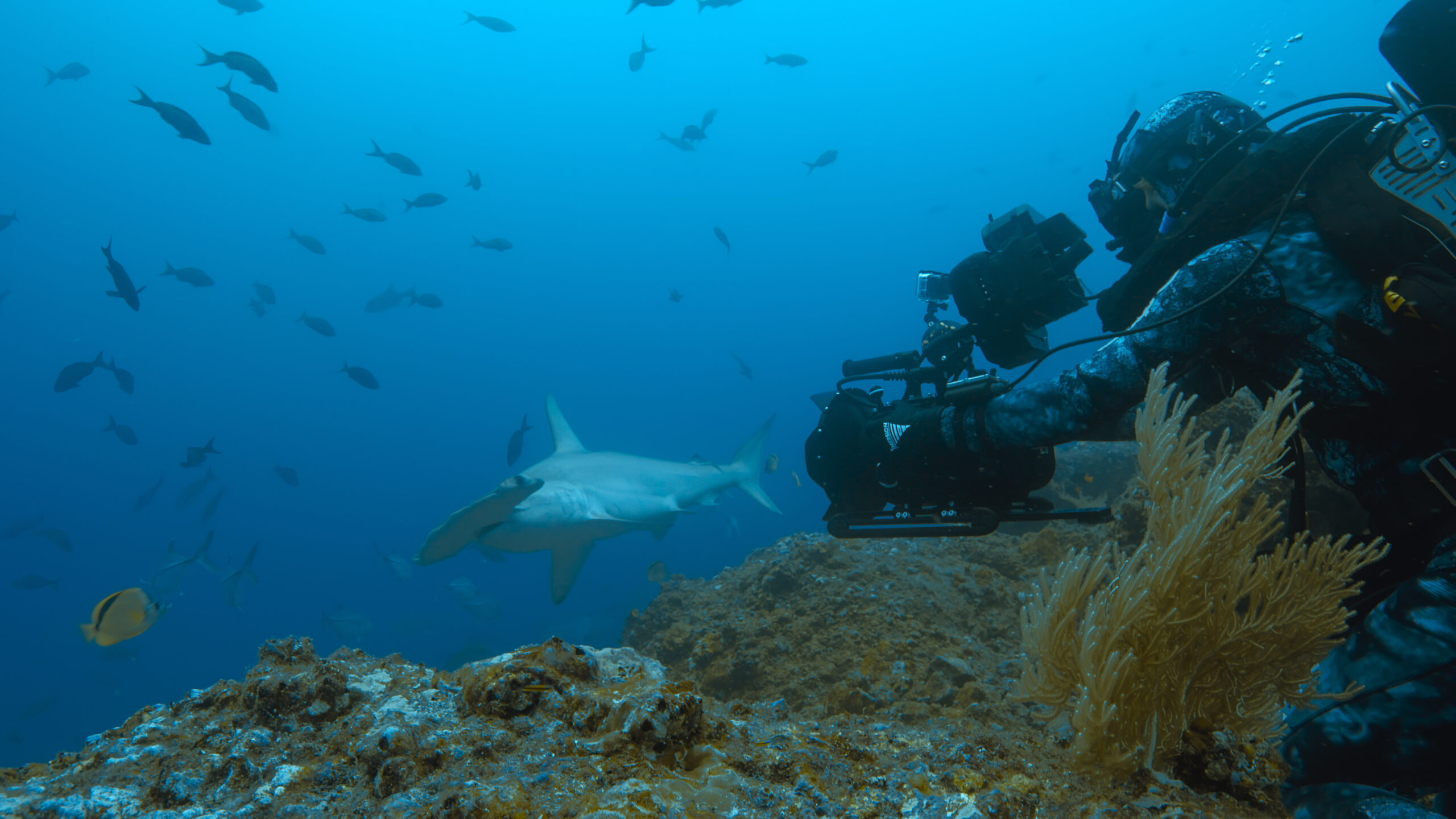 Bertie Gregory perched on rock filming a hammerhead shark. (Credit: National Geographic for Disney+)